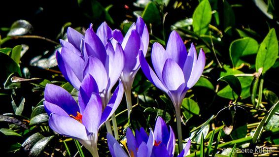 Krokus blühen in meinem Garten