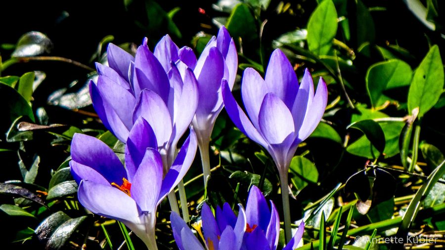 Krokus blühen in meinem Garten