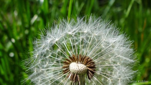 blühender Löwenzahn in der Wiese von Annette Kübler