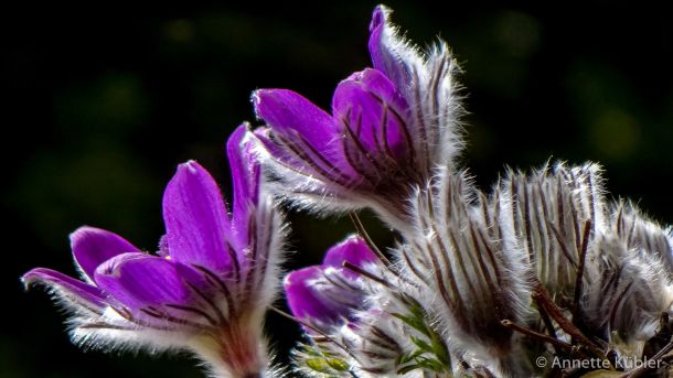 Küchenschelle im Garten