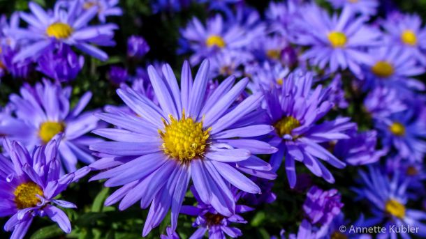 herbstliche Astern im Garten