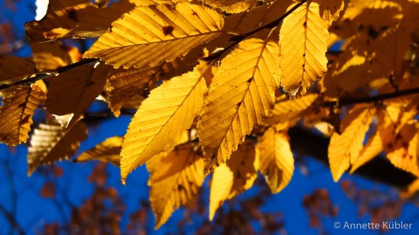 bunte Herbstblätter im Sonnenlicht