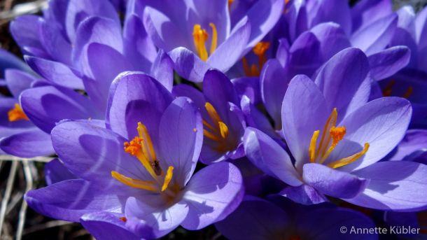 wunderbar blühender Krokus im Garten