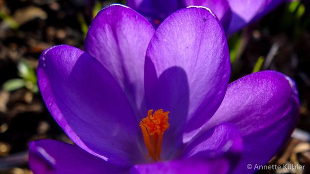 Krokus in seiner Pracht